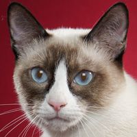 Snowshoe