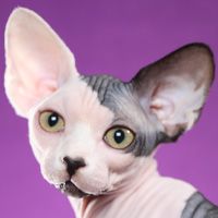 Sphynx
