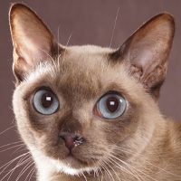 Tonkinese