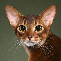 Abyssinian