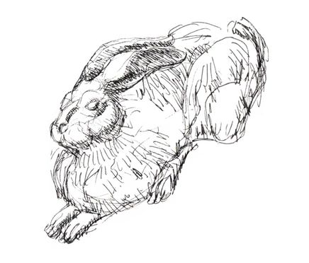 hase