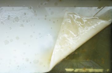 kombucha scoby1