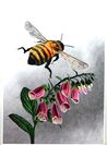 Bi ovan digitalis