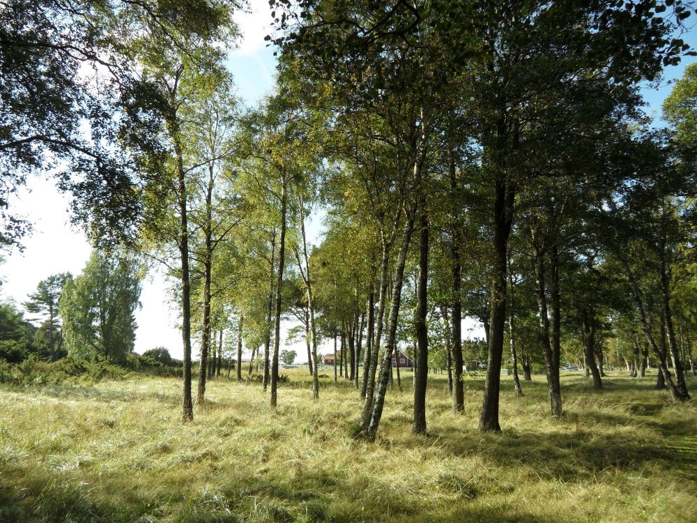 Skärgård236