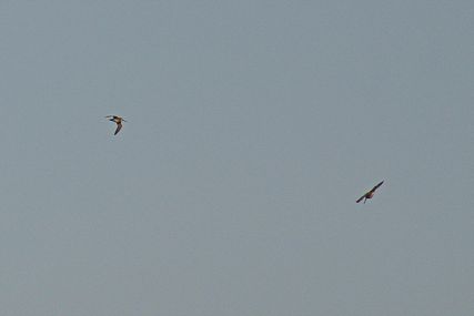 IMG_0692