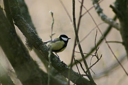 IMG_1347