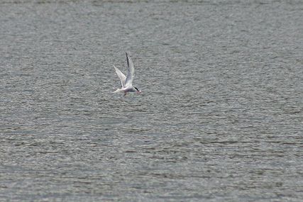 IMG_1421