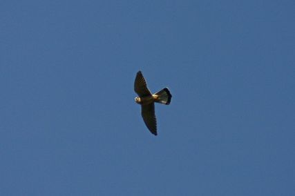 IMG_1587