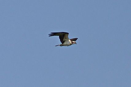 IMG_1988