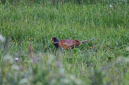 IMG_2597
