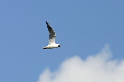 IMG_2722