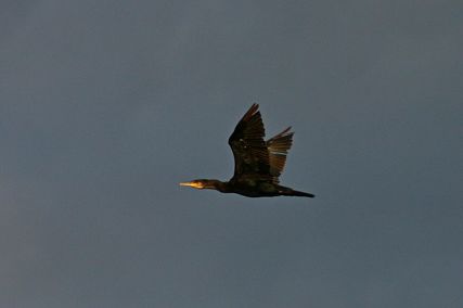 IMG_3433