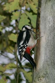 IMG_4770