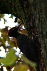 IMG_4778