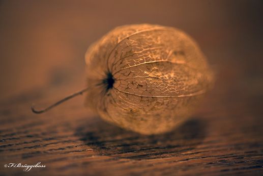 Physalis