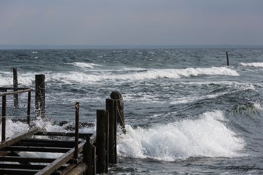 Die wilde Ostsee