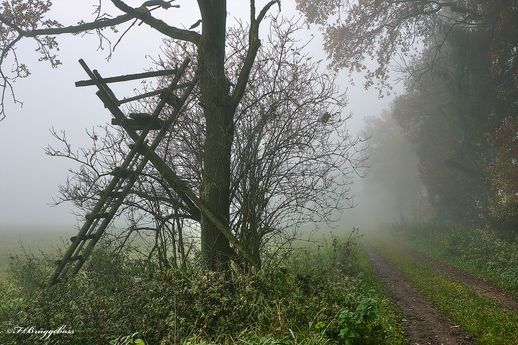 Morgennebel über der Waldlichtung