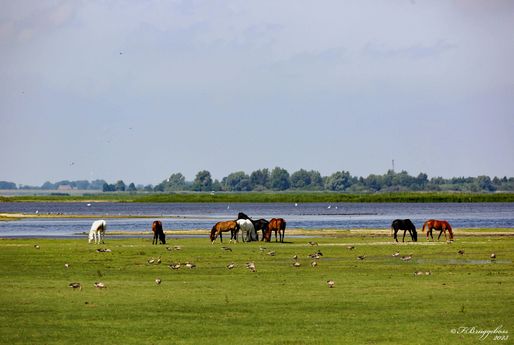 Morgens am Lauwersmeer(NL)