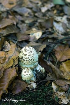 Gefunden im Ilsetal(Harz)