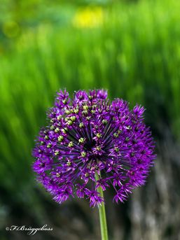 Lila Puschelblume