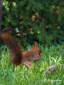 Eurasisches Eichhörnchen-Sciurus vulgaris