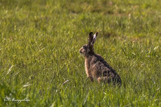 Feldhase-Lepus europaeus