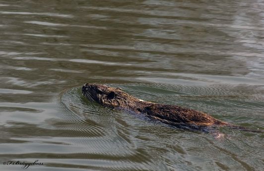 Nutria