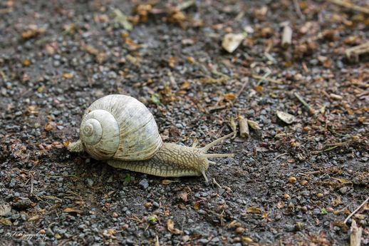 Weinbergschnecke-Helix pomatia L.