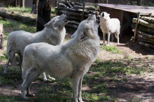 Wolfsgeheul