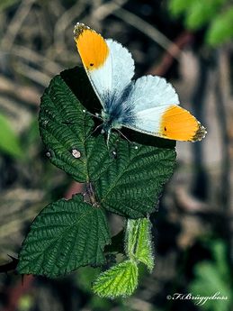 Anthocharis cardamines-Aurorafalter