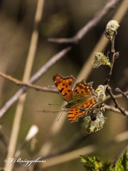 C-Falter-Polygonia c-album