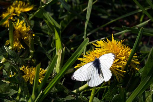 Pieris brassicae-Großer Kohlweißling