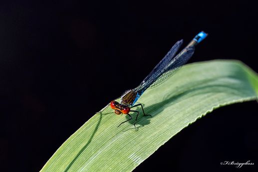 Erythromma viridulum-Kleines Granatauge,m