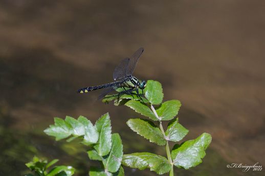 Gomphus vulgatissimus-Gemeine Keiljungfer,m