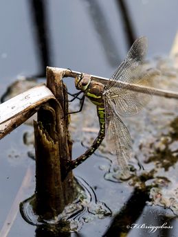 Aeshna mixta-Herbst Mosaikjingfer,w bei der Eiablage