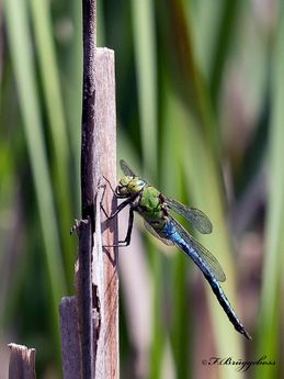 Anax Imperator- Große Königslibelle,m