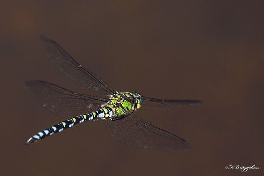 Aeshna cyanea-Blaugrüne Mosaikjungfer,m im Flug