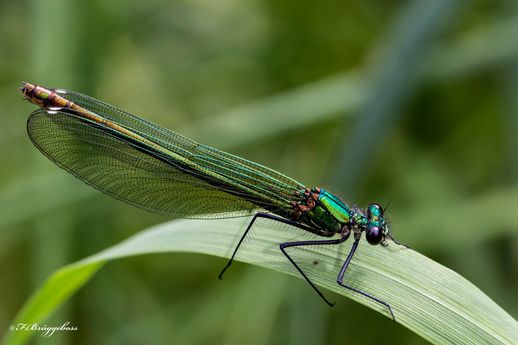 Calopteryx splendens-Gebänderte Prachtlibelle,w