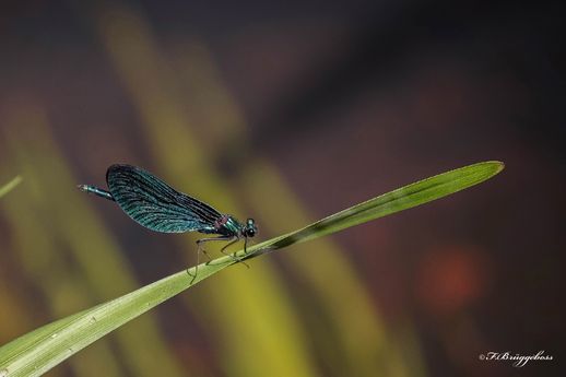 Calopteryx virgo-Blauflügel Prachtlibelle,m