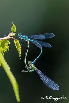 Coernagrion quella-Hufeisen-Azurjungfer