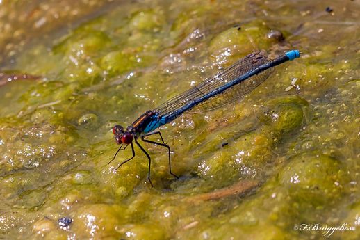 Erythromma najas-Großes Granatauge