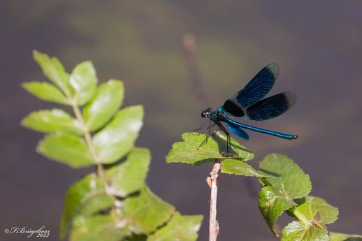 Calopteryx splendens-Gebänderte Prachtlibelle,m