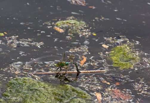 Große Königslibelle,w-Anax imperator bei der Eiablage