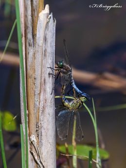 Orthetrum cancellatum-Großer Blaupfeil Paarungsrad
