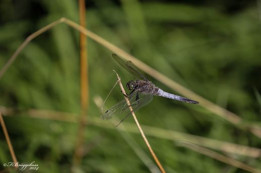 Orthetrum cance-Großer Blaupfeil,m