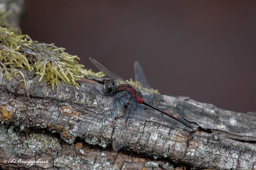 Leucorrhinia dubia-Kleine Moosjungfer