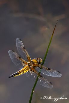 Libellula quadrimaculata-Vierfleck,w