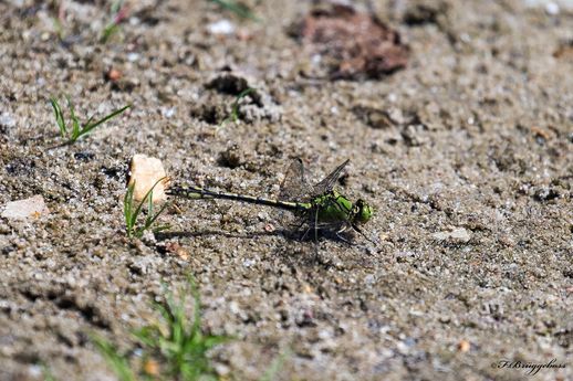 Ophiogomphus cecilia-Grüne Flussjungfer,m