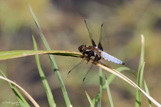 Plattbauch,m-Libellula depressa Linnaeus