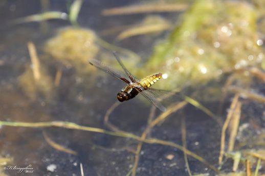 Plattbauch,w-Libellula depressa Linnaeus im Flug